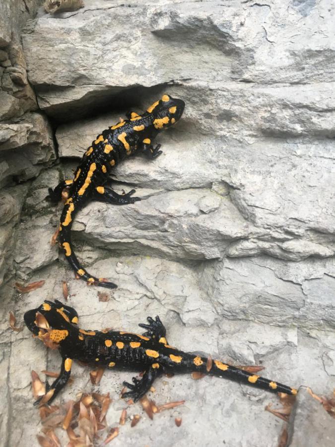 Chalupa Skalka Ceska Metuje Exterior foto